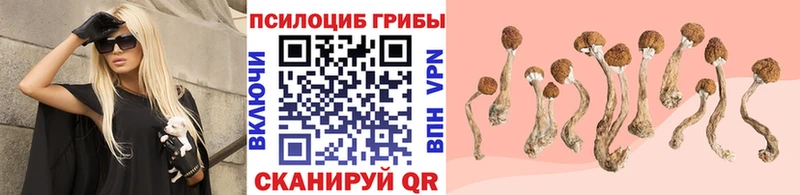 Галлюциногенные грибы Cubensis цены наркотик Павловск